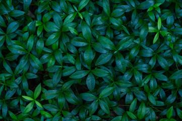 close-up of fresh green grass in garden