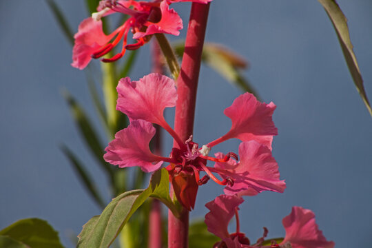 Elegant Clarkia Clarkia unguiculata 6727