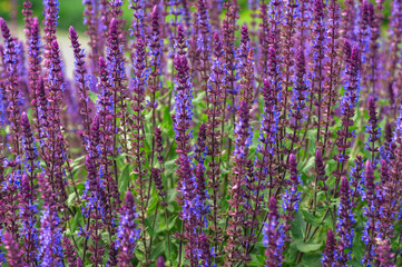Close-up of blooming lavender salvia flowers, with their vivid purple spikes standing tall amidst green foliage. This colorful floral display epitomizes the serene beauty of nature in summertime.