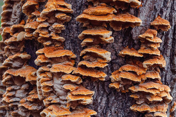 Mushrooms and fungi thriving on tree bark in a forest, displaying the rich textures and natural beauty of woodland ecosystems.