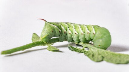 Tomato Hornworm Caterpillar in macro close-up on white isolated background 