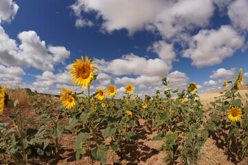 girasoles