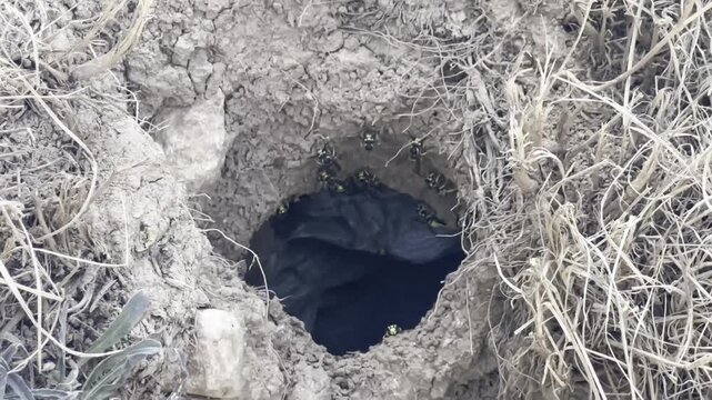 The underground lives of wasps, their honeycombs and defensive positions