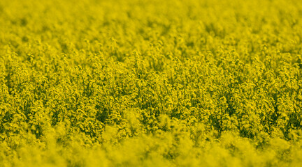 Detailed image zoomed in on a thick sea of bright yellow canola flowers with the foreground in focus and the background out of focus.

