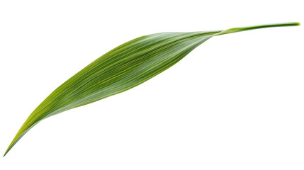 one single grass blade leaf on white background