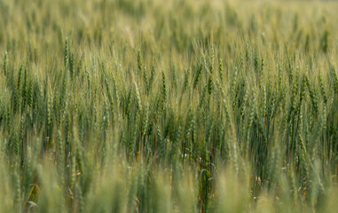 Detailed image of a green wheat field showing the heads of the grain in focus and the foreground and background out of focus.
