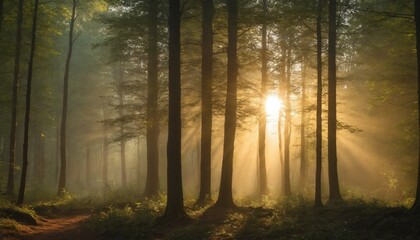 Obraz premium A golden dawn illuminates a misty forest