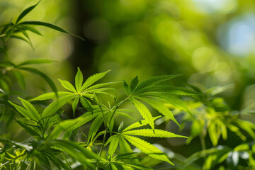 A bunch of green marijuana plants are in the sun