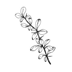 Sketch of barberry branches. Vector black and white hand drawn illustration.