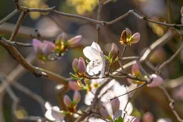 Blooming Rhododendron in early spring.