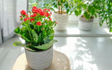 Kalanchoe potted plant with vibrant red flowers sits on a wooden coaster in a bright room. The...