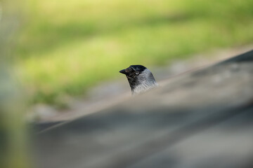 Western Jackdaw Coloeus monedula looking for food in a park.