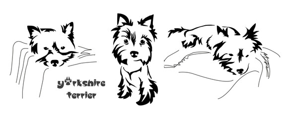 Stylized Yorkshire Terrier. Vector drawing of a small dog. Gestalt animal design