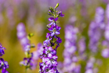 Close-up of beautiful colored Confetti petals (Delphinium Sp.) in a floral meadow