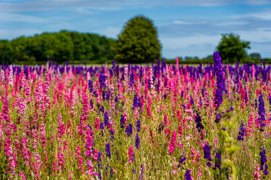 Brightly colored flowers (Delphinium) petals used for Confetti growing in a meadow