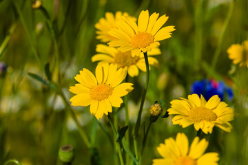 Fototapeta premium Close-up of colorful wildflowers in a meadow