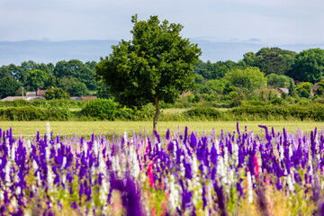 Purple Delphinium flowers used for wedding confetti in a field during summer bloom