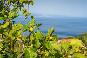 Fig tree in Dalmatia Croatia