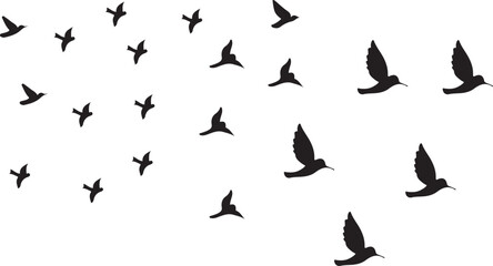 Fototapeta premium birds silhouette vector and illustrator