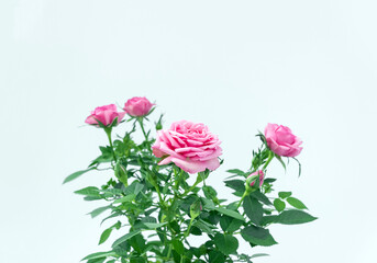 Pink rose bush on light background. Concept of growing flowers at home. Flower postcard. Selective focus, copy space