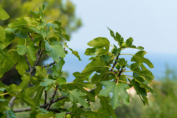 Fig tree in Dalmatia Croatia