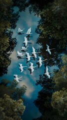 Obraz premium A flock of swans seen from above, gracefully flying over a mirror-like pond reflecting the sky and surrounding trees.