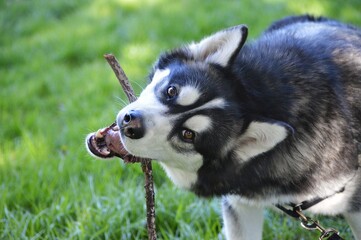 Husky with a stick