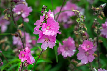 Close up of pink Malva thuringiaca or tree lavatera flowers in summer