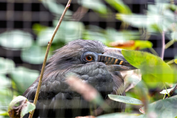 Luzon Tarictic Hornbill (Penelopides manillae) in Luzon Island, Philippines