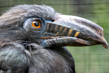 Luzon Tarictic Hornbill (Penelopides manillae) in Luzon Island, Philippines