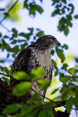 Northern Harrier Hawk (Circus cyaneus) in North America