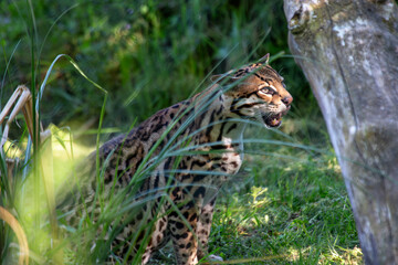 Ocelot (Leopardus pardalis) in Central and South America