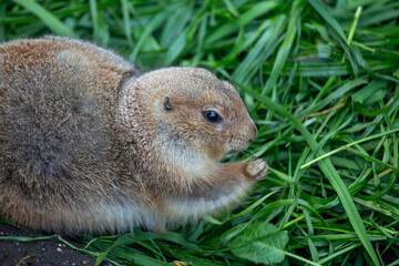 Prairie Dog (Cynomys spp.) in its Natural Habitat
