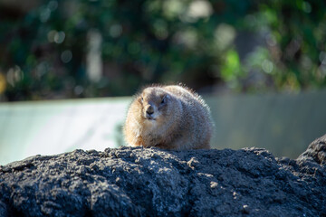 Prairie Dog (Cynomys spp.) in its Natural Habitat