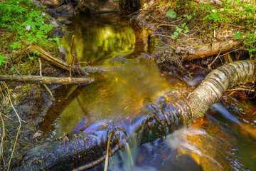Wild Stream in the Heart of the Forest