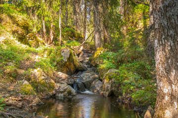Wild Stream in the Heart of the Forest