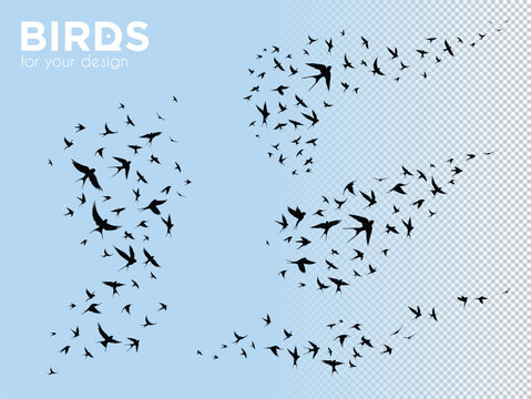 Isolated vector swallows outline. Silhouettes of flocks of flying birds