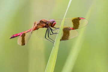 Banded darter - Sympetrum pedemontanum - Bandheidelibel