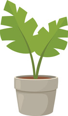 Green home plant growing in grey pot with soil, isolated on white background