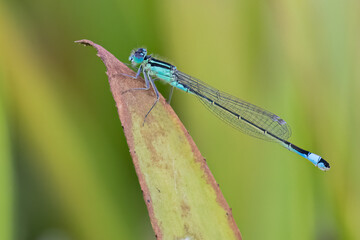 Blue-tailed damselfly - Ischnura elegans - Lantaarntje