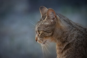profil d'un chat tigré, en gros plan