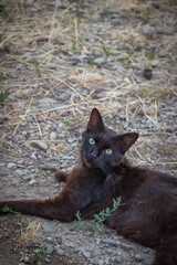 chat noir allongé et fixant l'objectif