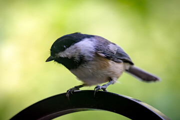 A black capped chickadee gazes at the camera from his perch on a shepards hook.