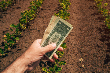 Profit from soybean farming, closeup of farmer holding american dollar currency banknotes in...