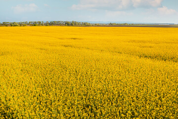 Obraz premium Huge blooming canola crop plantation from drone pov, aerial view of oilseed rape field in spring