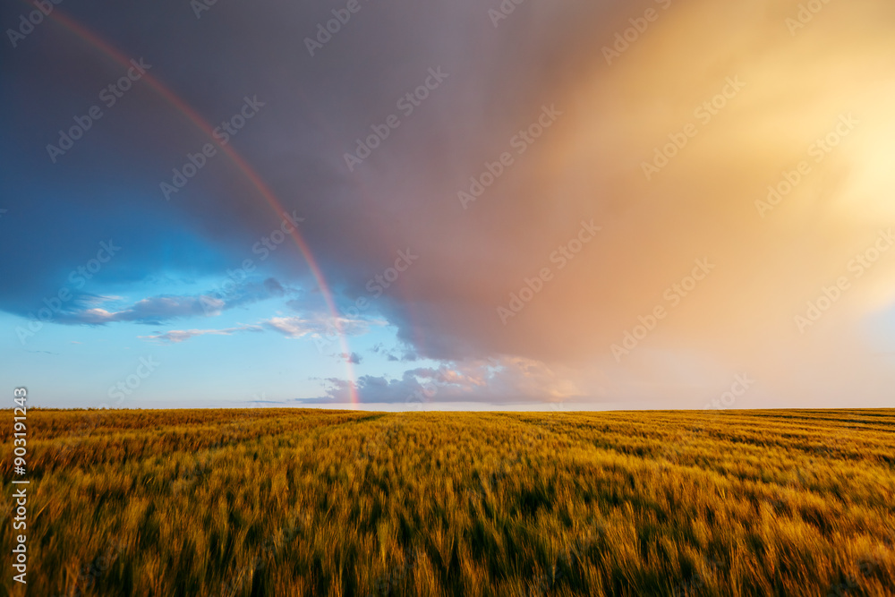 Poster A splendid view of a colorful sky at sunset and a rainbow over a field.