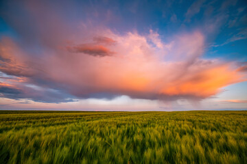 A gorgeous storm cloud with rain, illuminated by the rays of the sun at sunset.