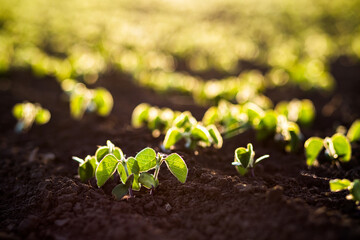 Young soybean sprouts grow from the soil in sunlight.