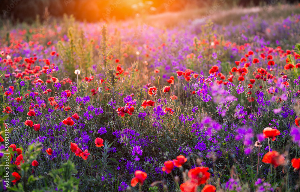 Wall mural Small purple wildflowers of Consolida regalis and red poppies in spring meadow.