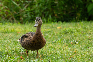 Mallard Duck Standing in Green Grass